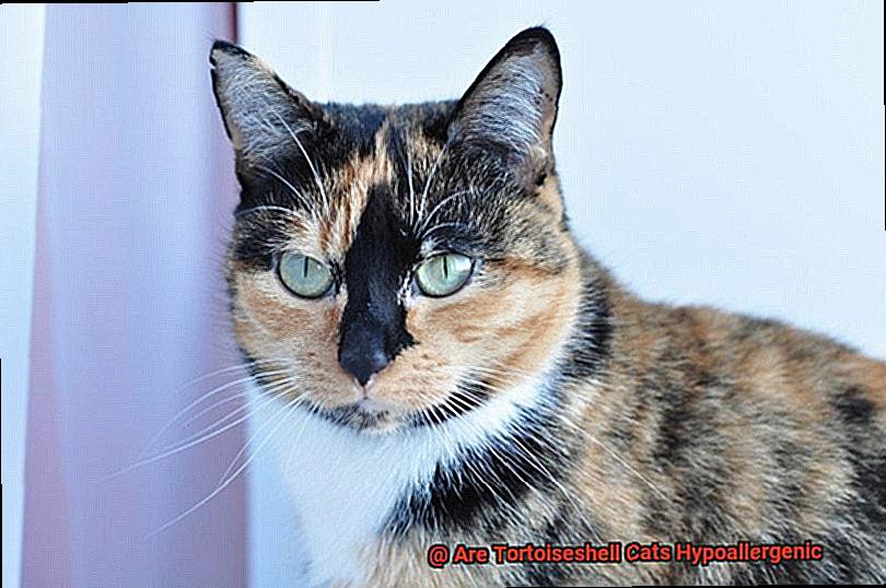 Are Tortoiseshell Cats Hypoallergenic-4