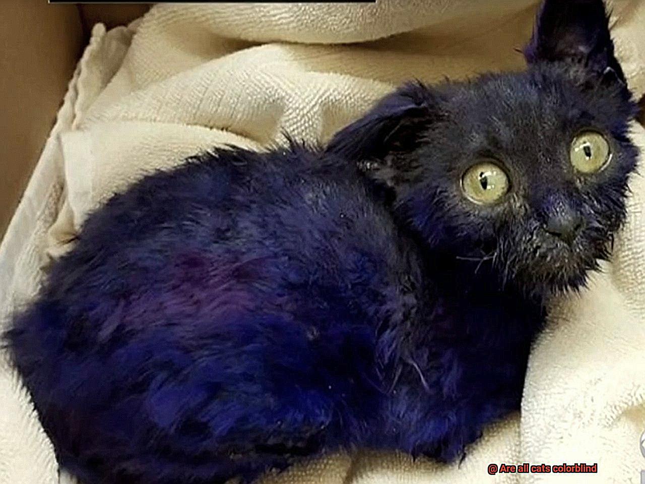 Are all cats colorblind-5