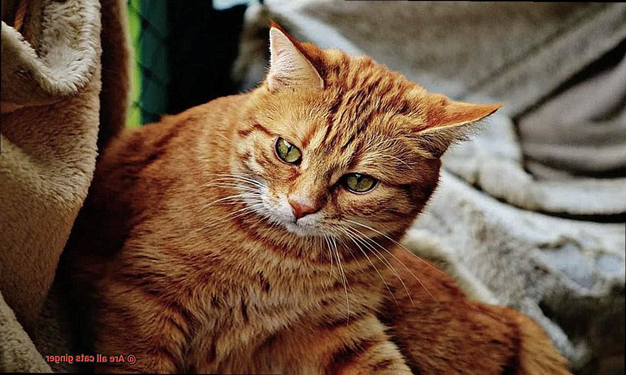 Are all cats ginger-2