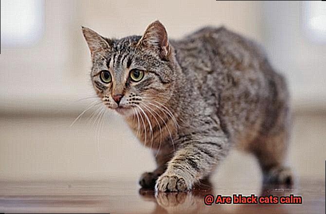 Are black cats calm-8