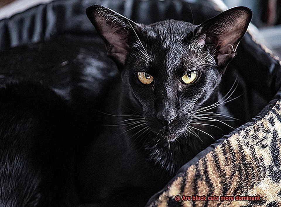 Are black cats more dominant-6
