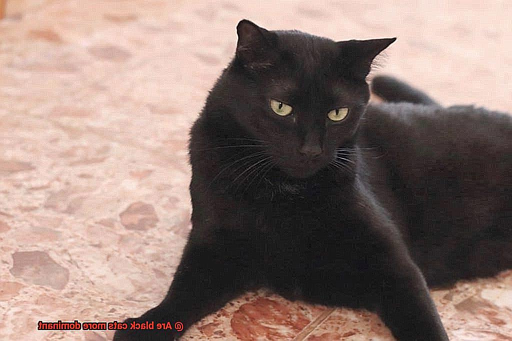Are black cats more dominant-3