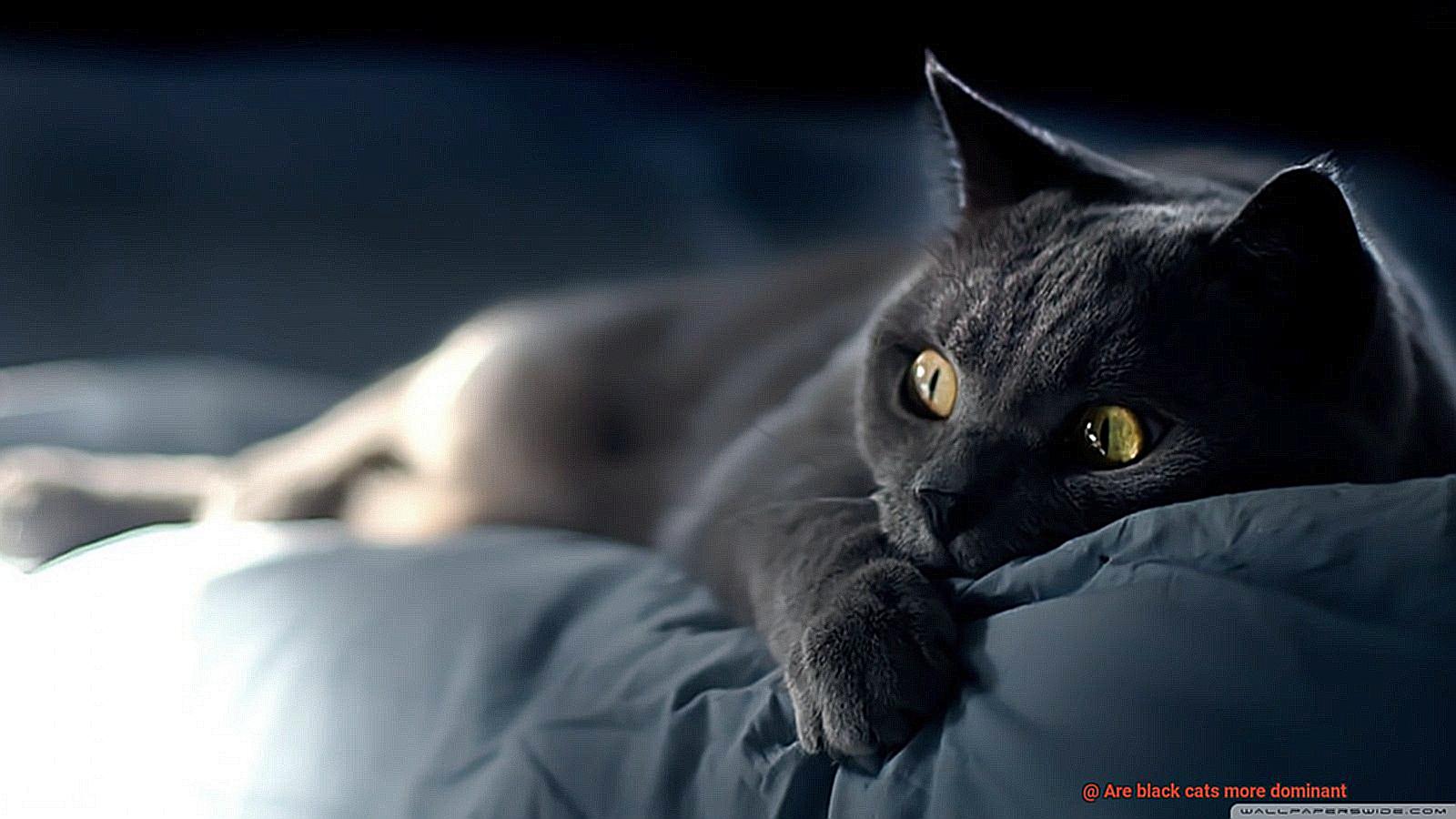 Are black cats more dominant-4