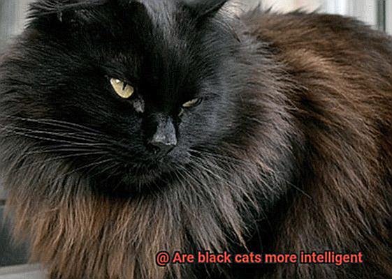 Are black cats more intelligent-2