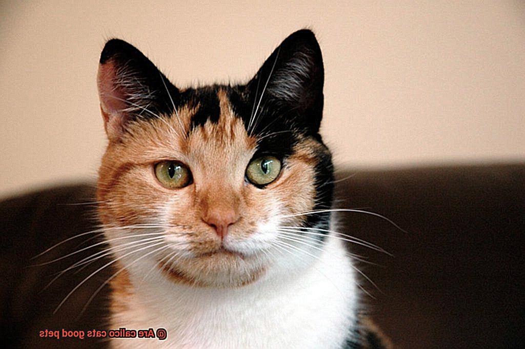 Are calico cats good pets-4