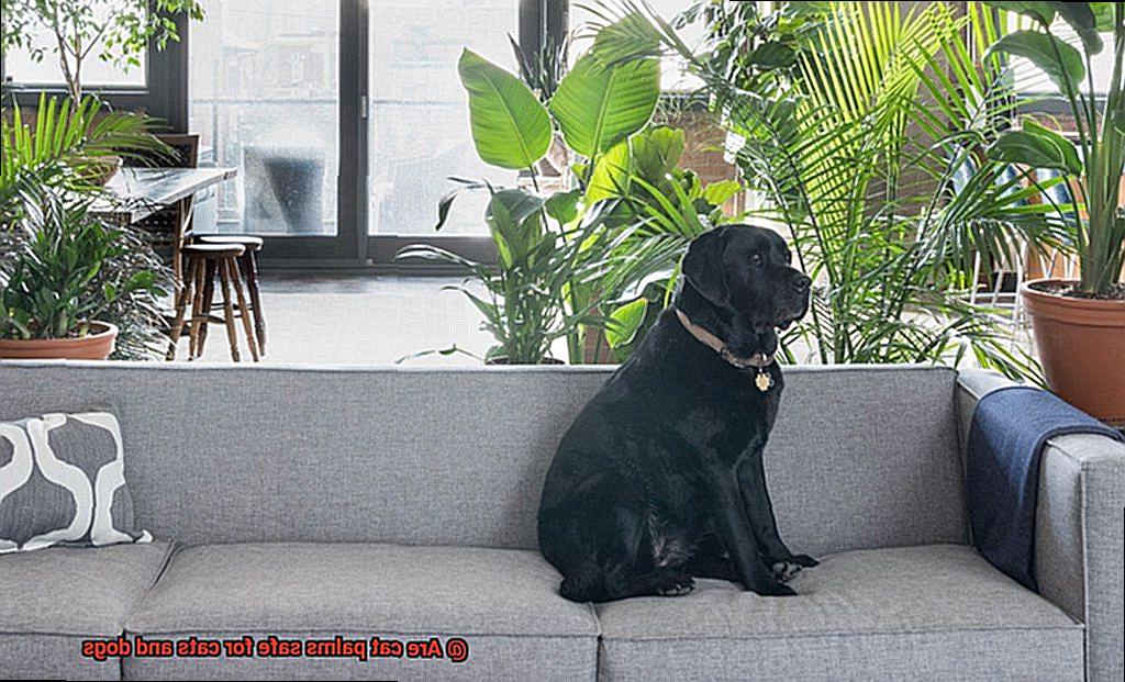 Are cat palms safe for cats and dogs-2