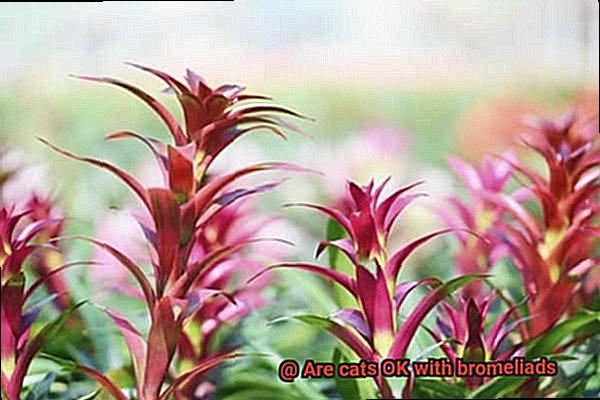 Are cats OK with bromeliads-2