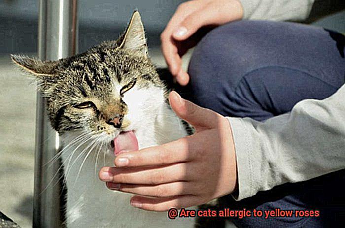 Are cats allergic to yellow roses-5