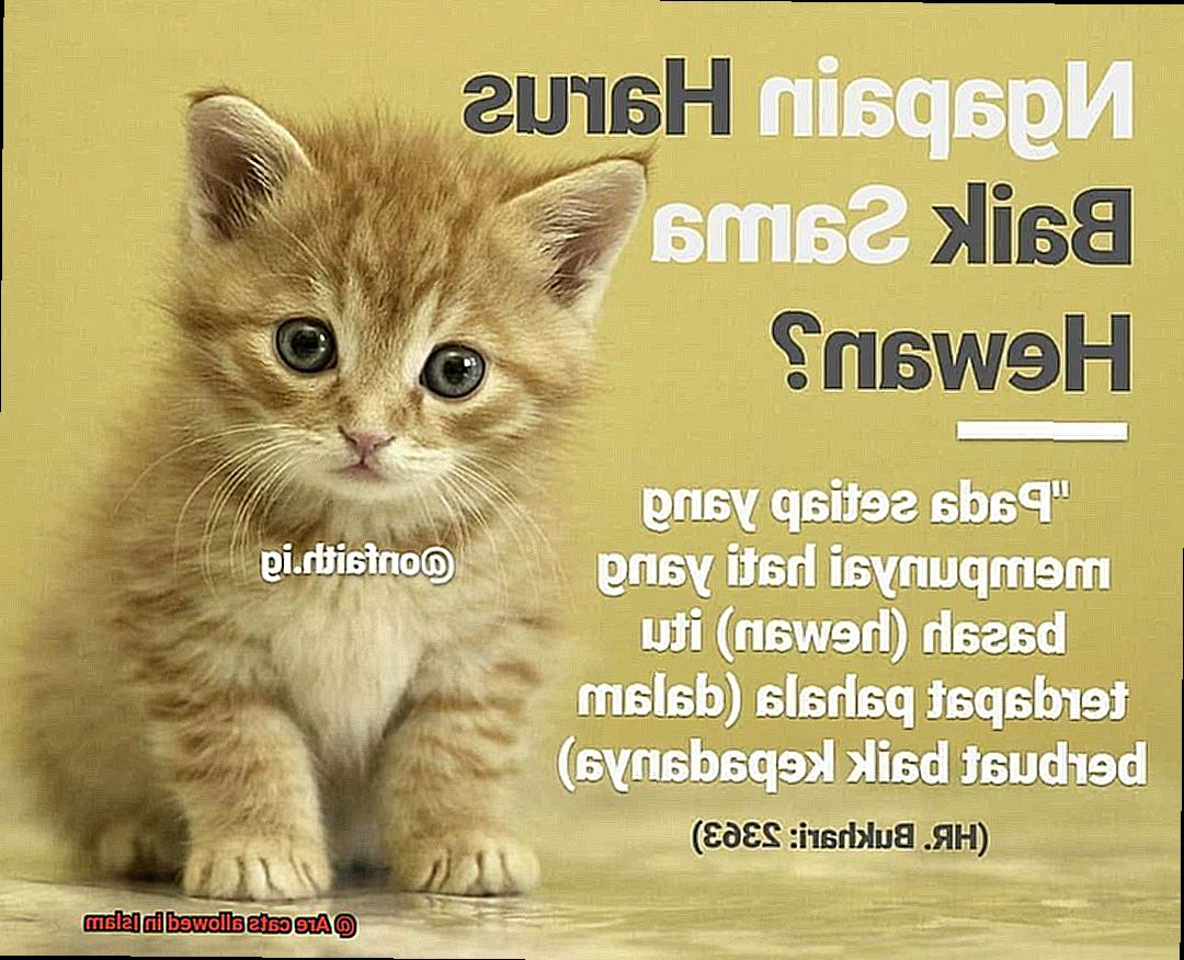 Are Cats Allowed In Islam 21Cats