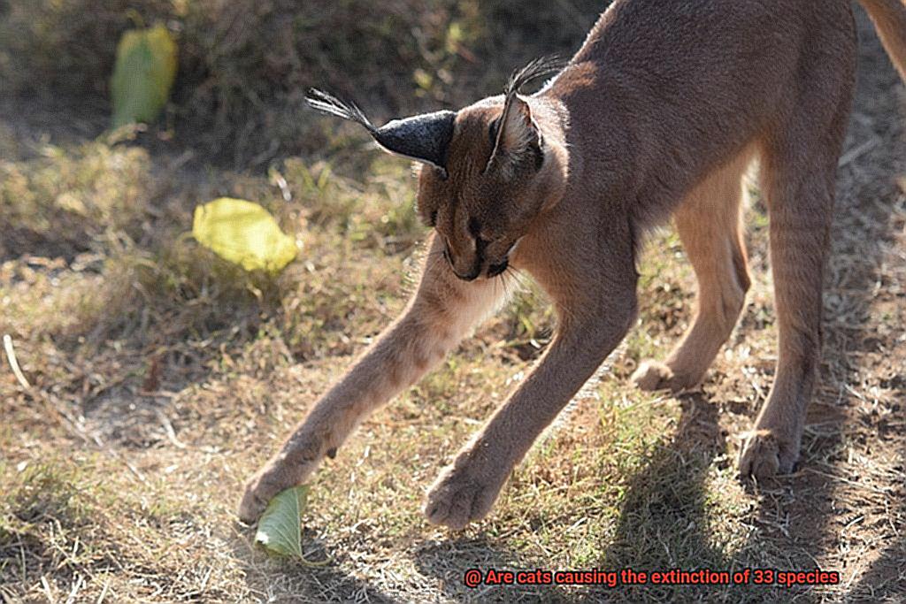 Are cats causing the extinction of 33 species-3