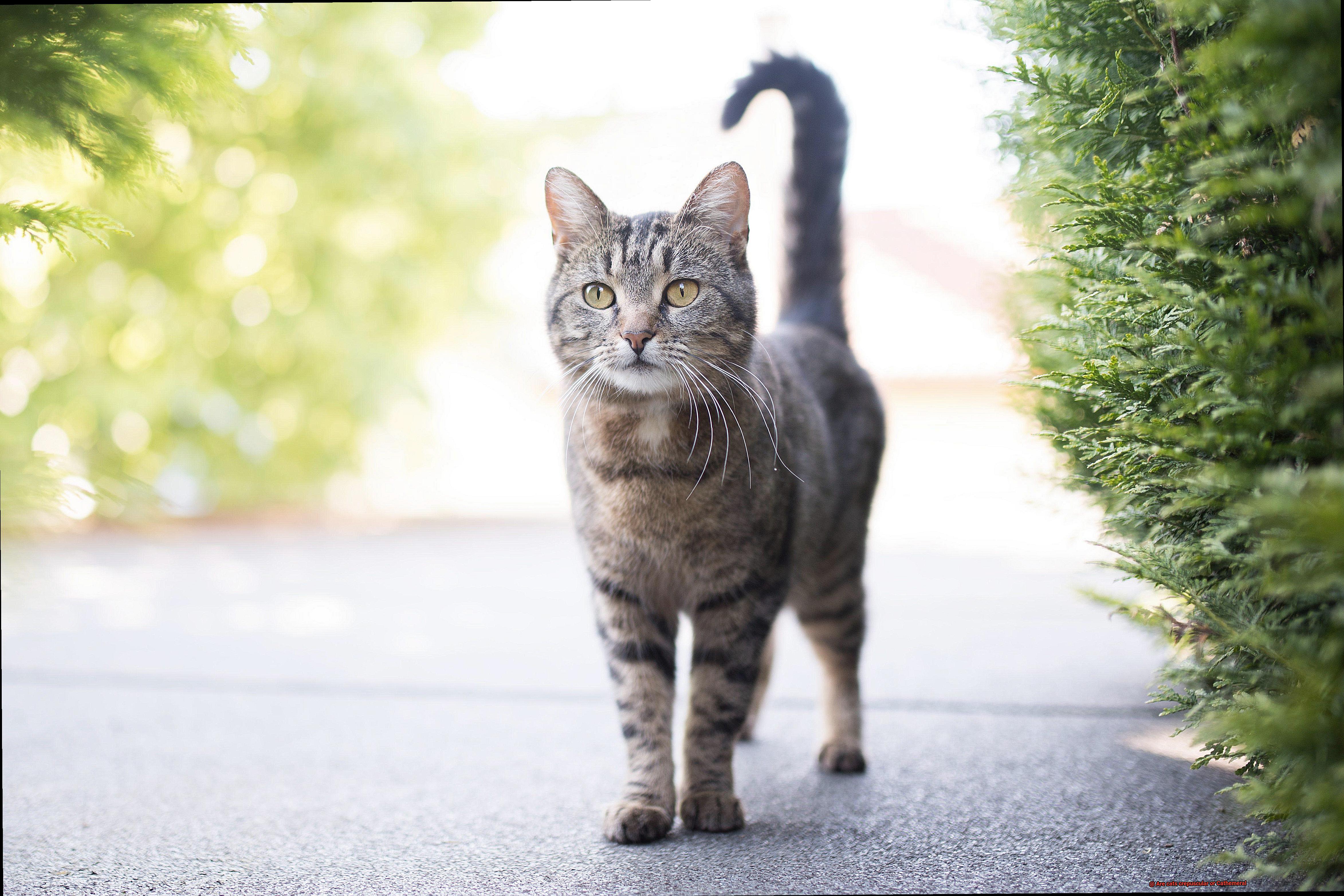 Are cats crepuscular or Cathemeral-2