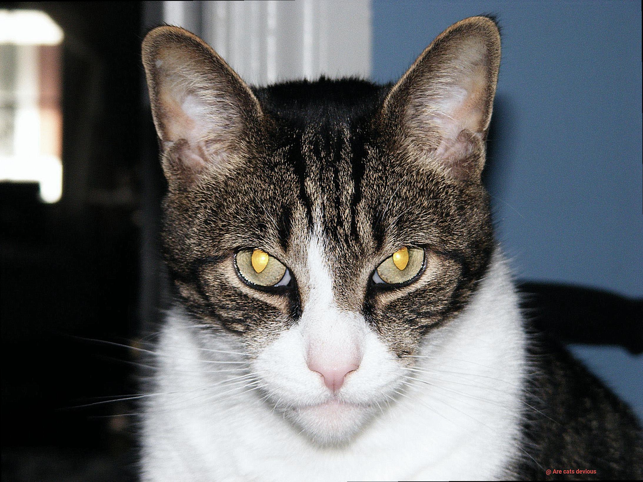 Are cats devious-4