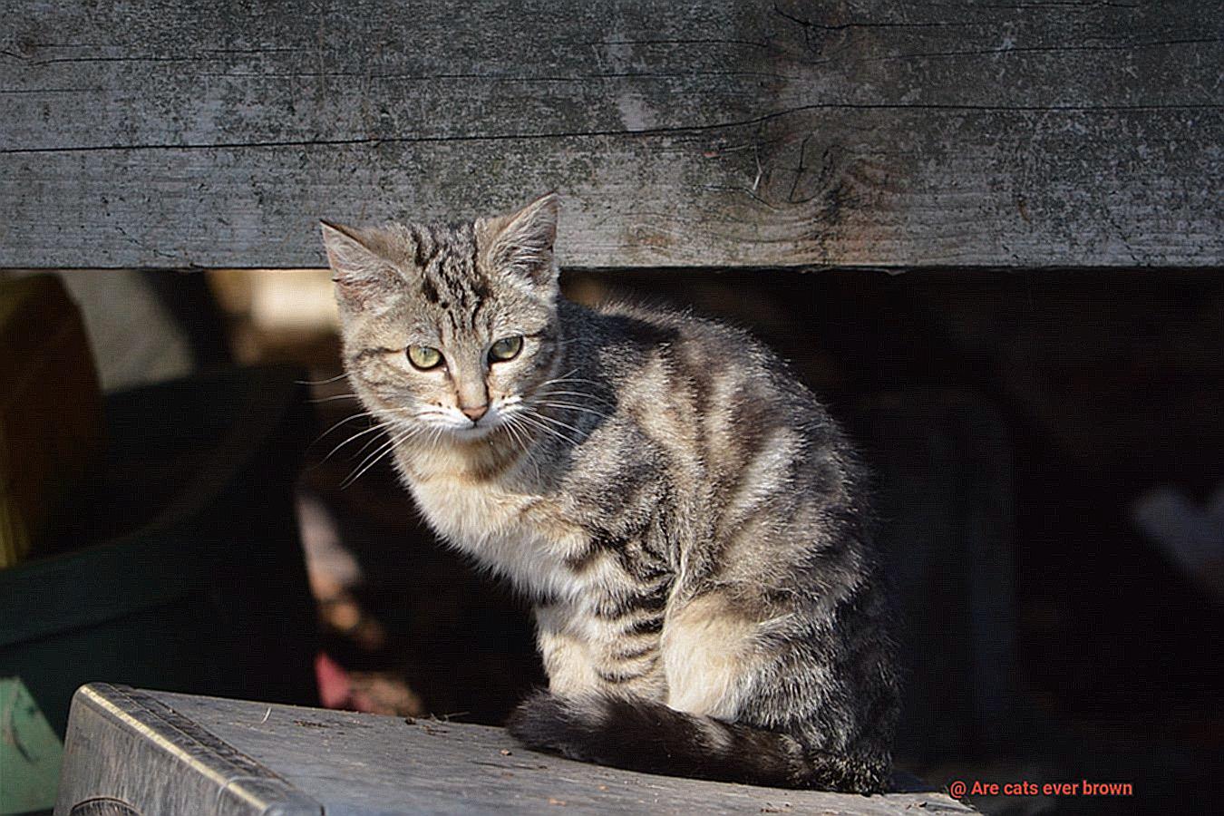 Are cats ever brown-5