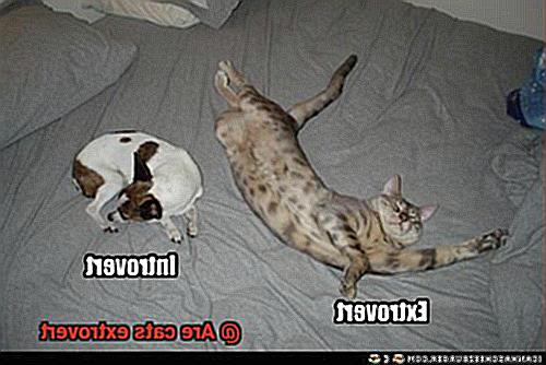 Are cats extrovert-2