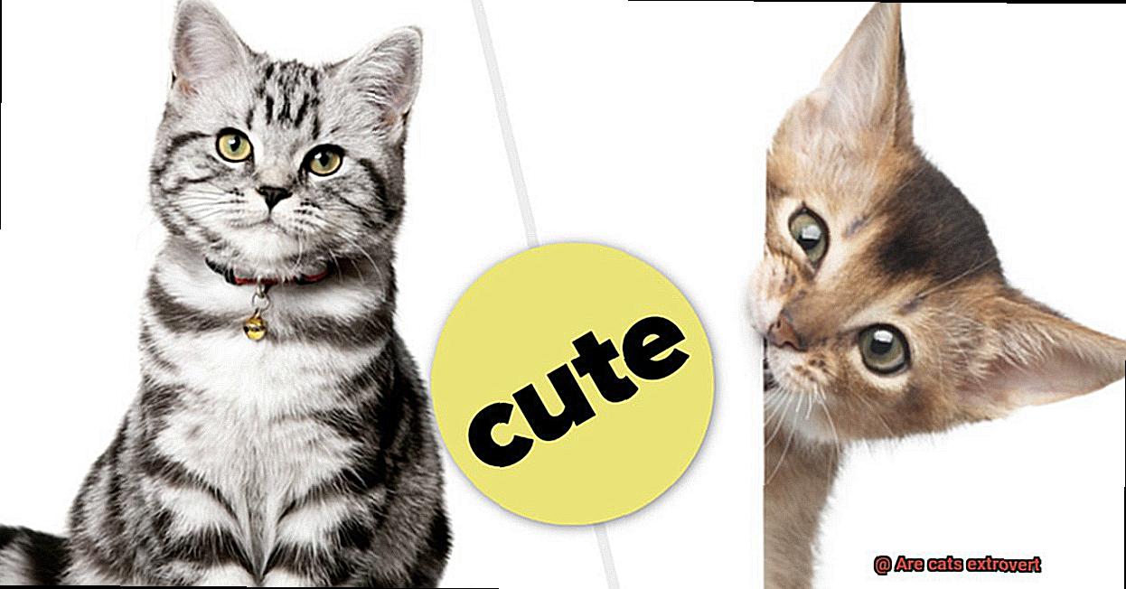 Are cats extrovert-4