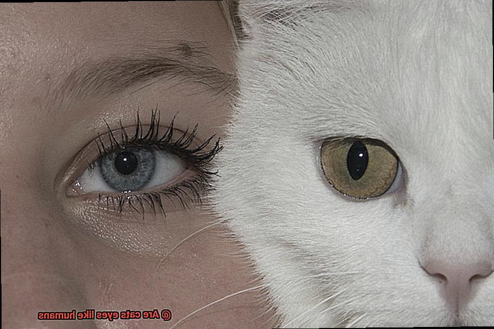 Are cats eyes like humans-5
