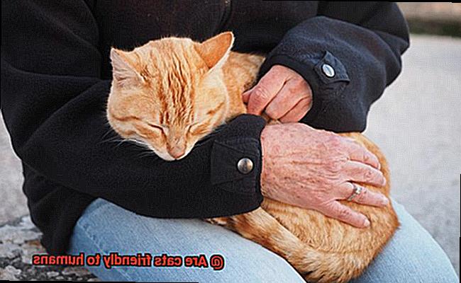 Are cats friendly to humans-2