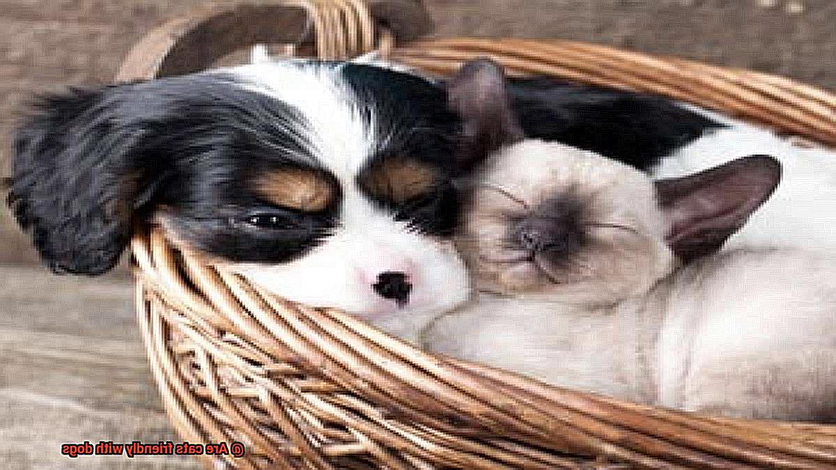 Are cats friendly with dogs-4