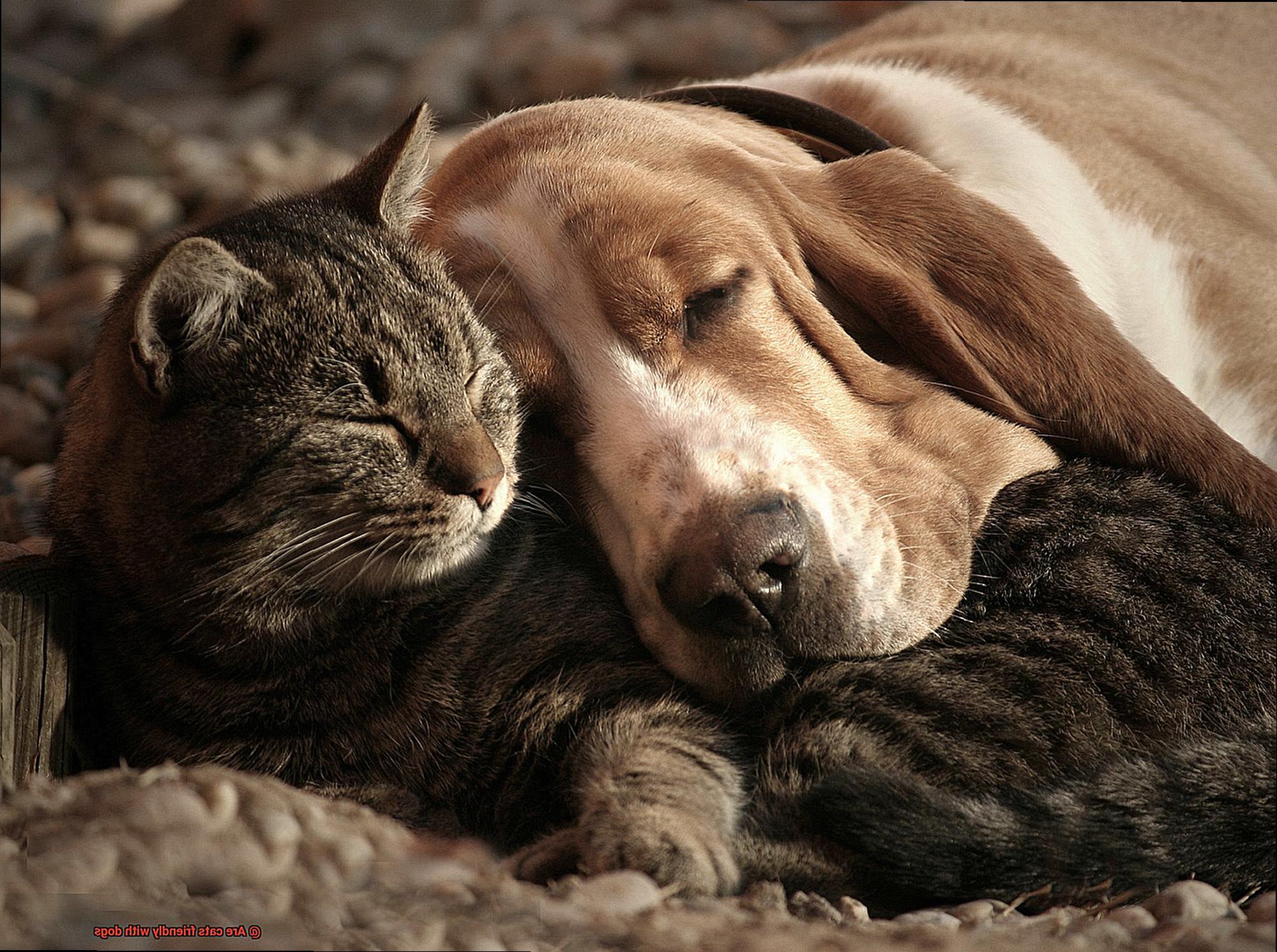 Are cats friendly with dogs-2