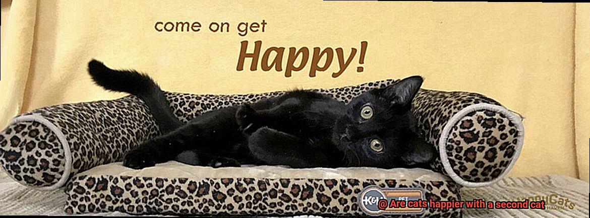 Are cats happier with a second cat-2