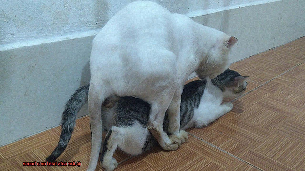 Are cats hard on a house-2