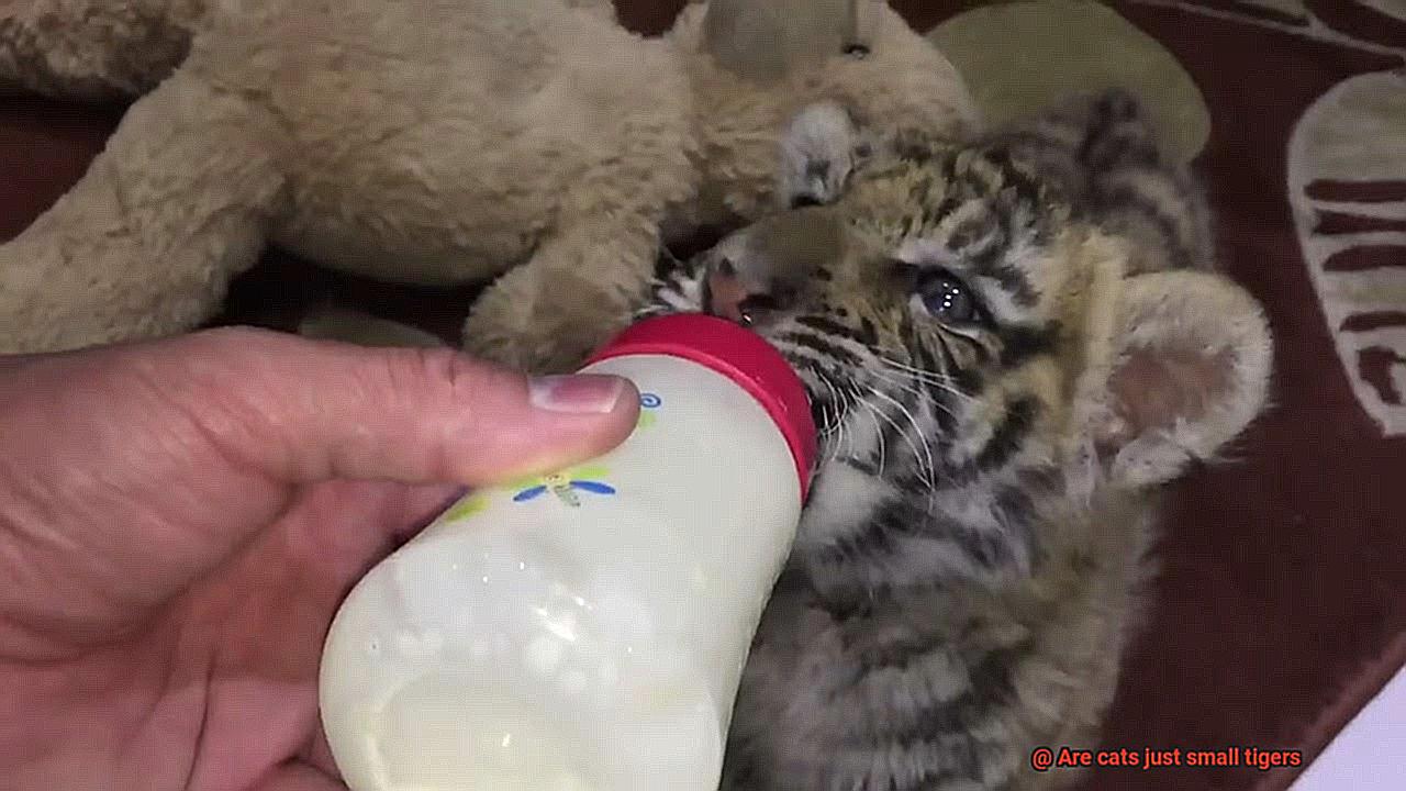 Are cats just small tigers-6