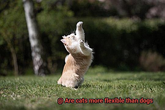 Are cats more flexible than dogs-7