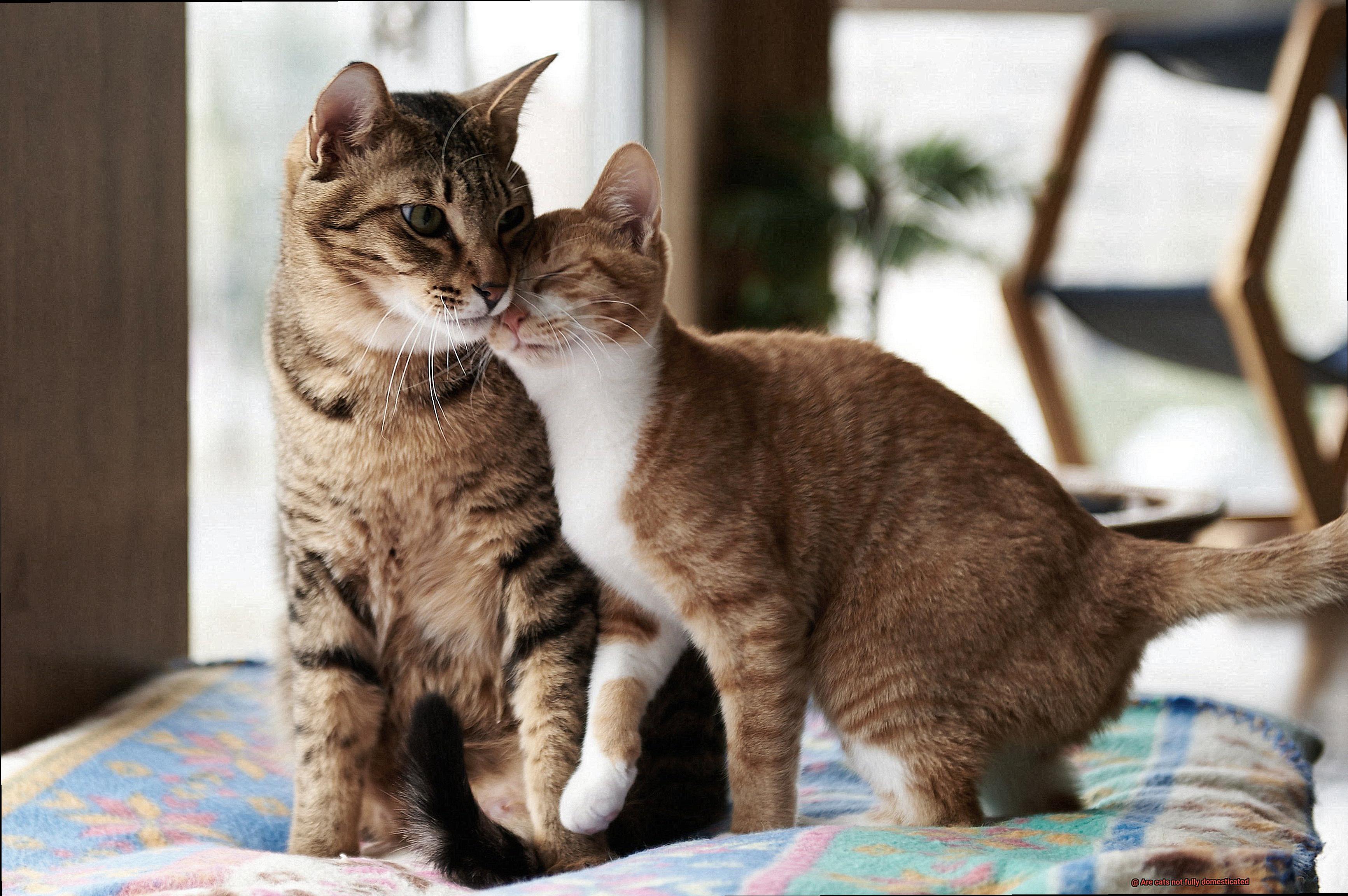 Are cats not fully domesticated-6