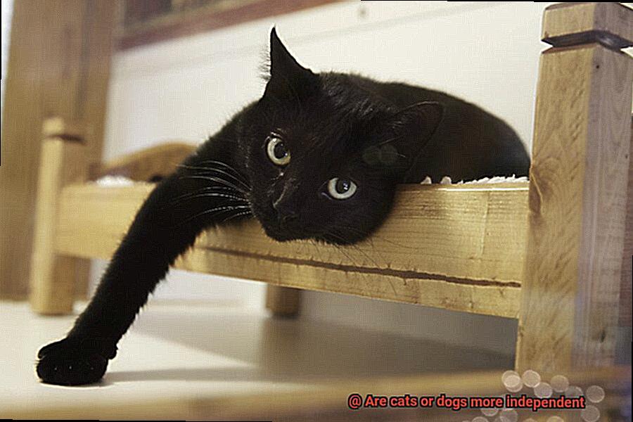 Are cats or dogs more independent-6