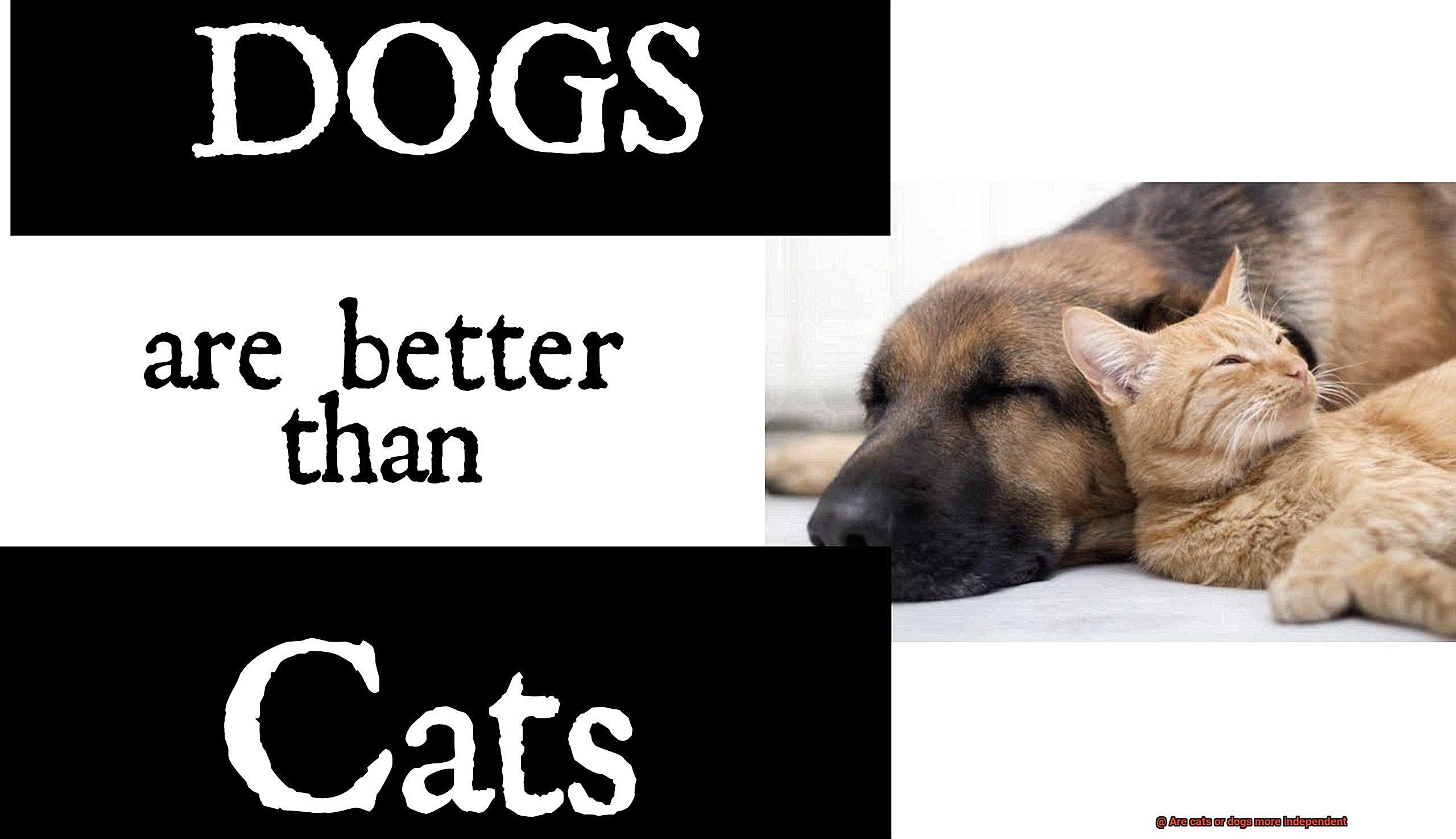 Are cats or dogs more independent-3