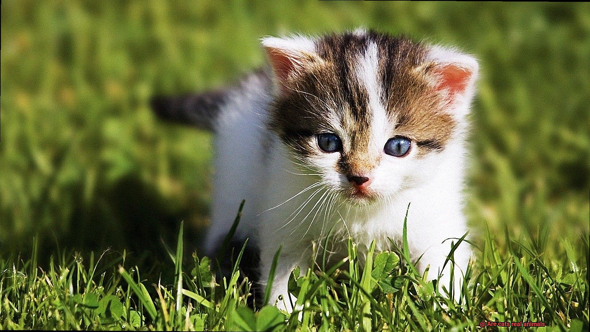 Are cats real animals-4