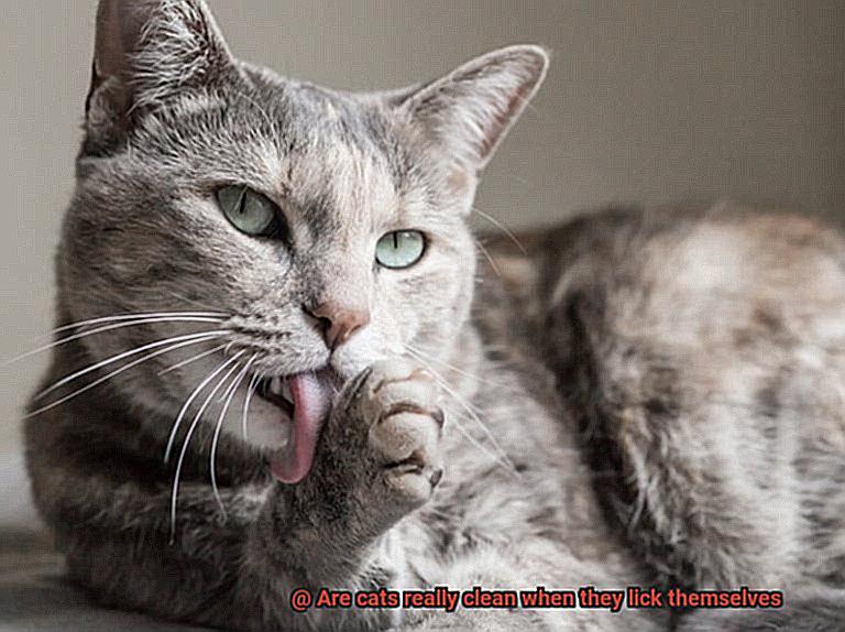 Are cats really clean when they lick themselves-4