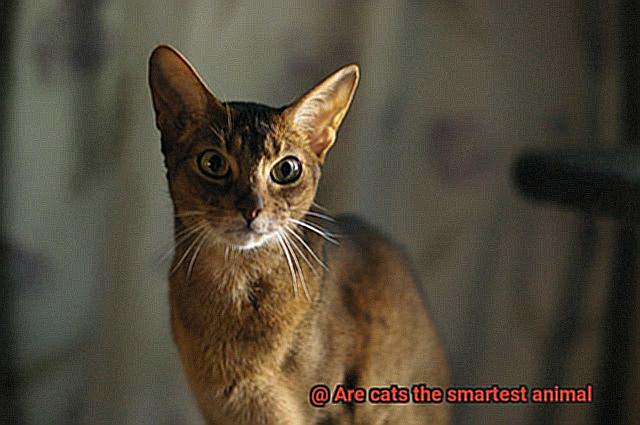 Are cats the smartest animal-2