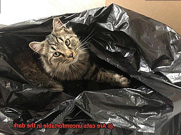 Are cats uncomfortable in the dark-6