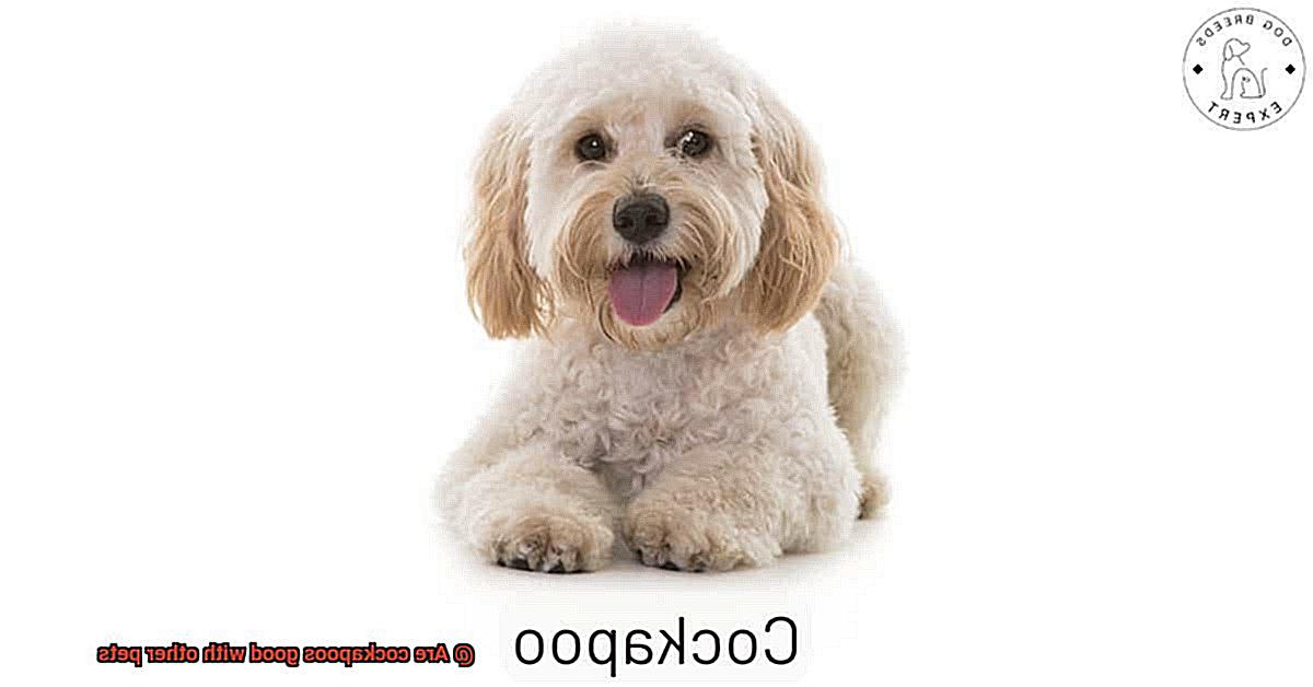 Are cockapoos good with other pets-4