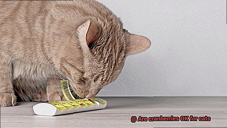 Are cranberries OK for cats-2