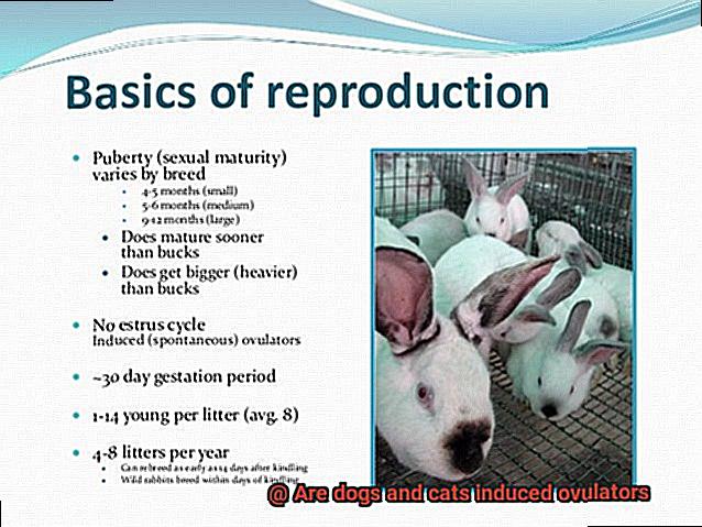Are dogs and cats induced ovulators-4