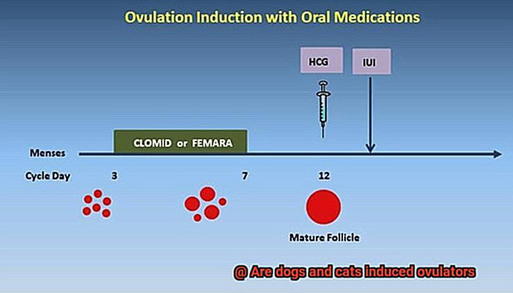 Are dogs and cats induced ovulators-2