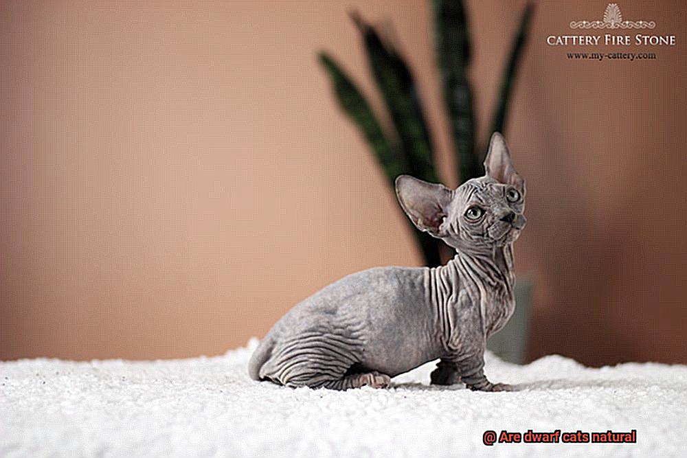 Are dwarf cats natural-2