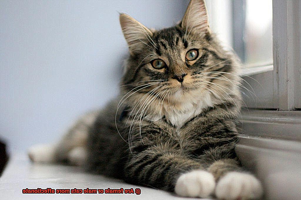 Are female or male cats more affectionate-4