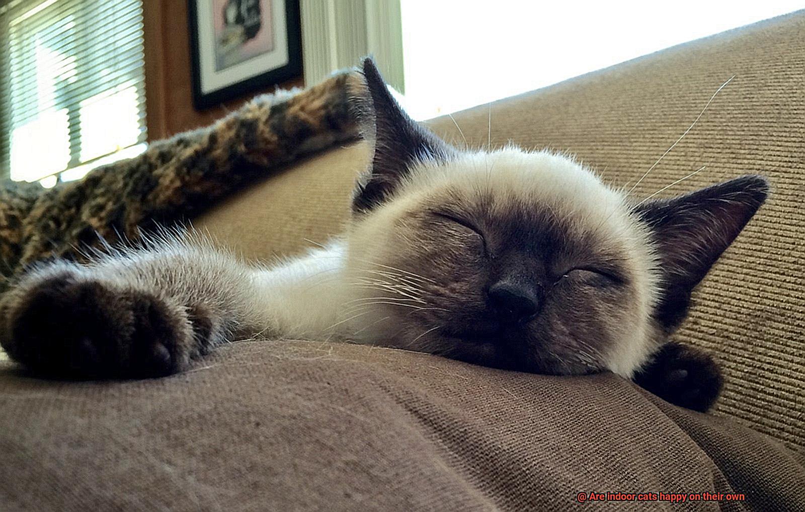 Are indoor cats happy on their own-2