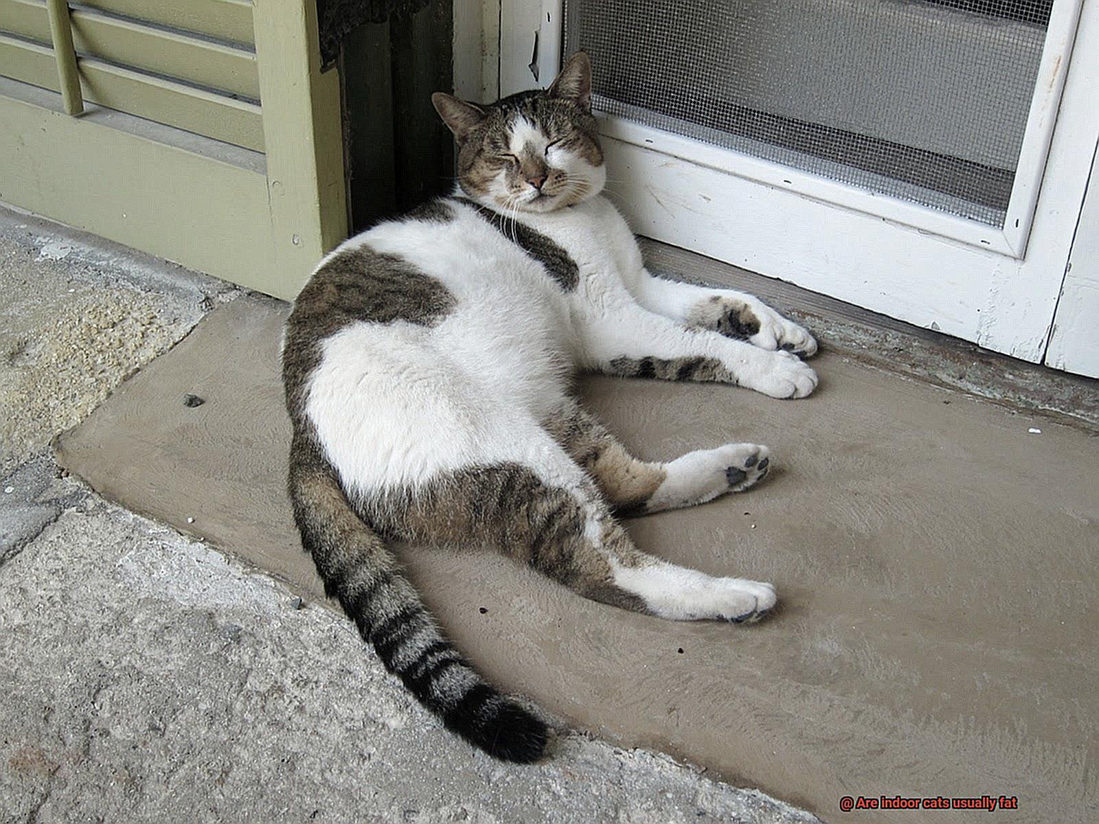 Are indoor cats usually fat-5