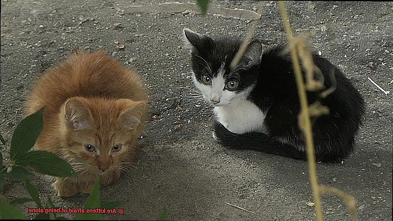 Are kittens afraid of being alone-7