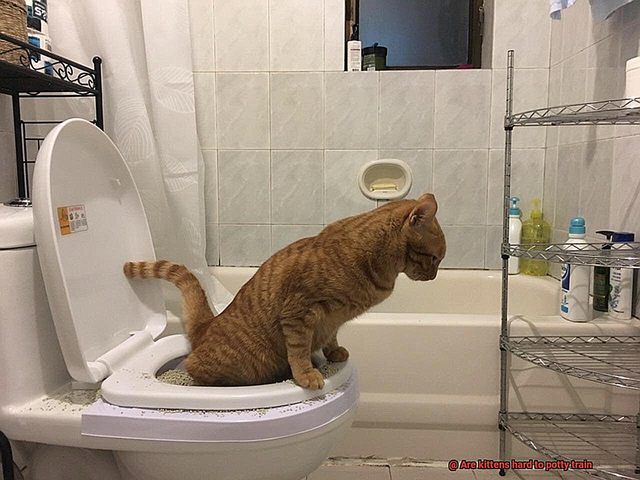 Are kittens hard to potty train-5