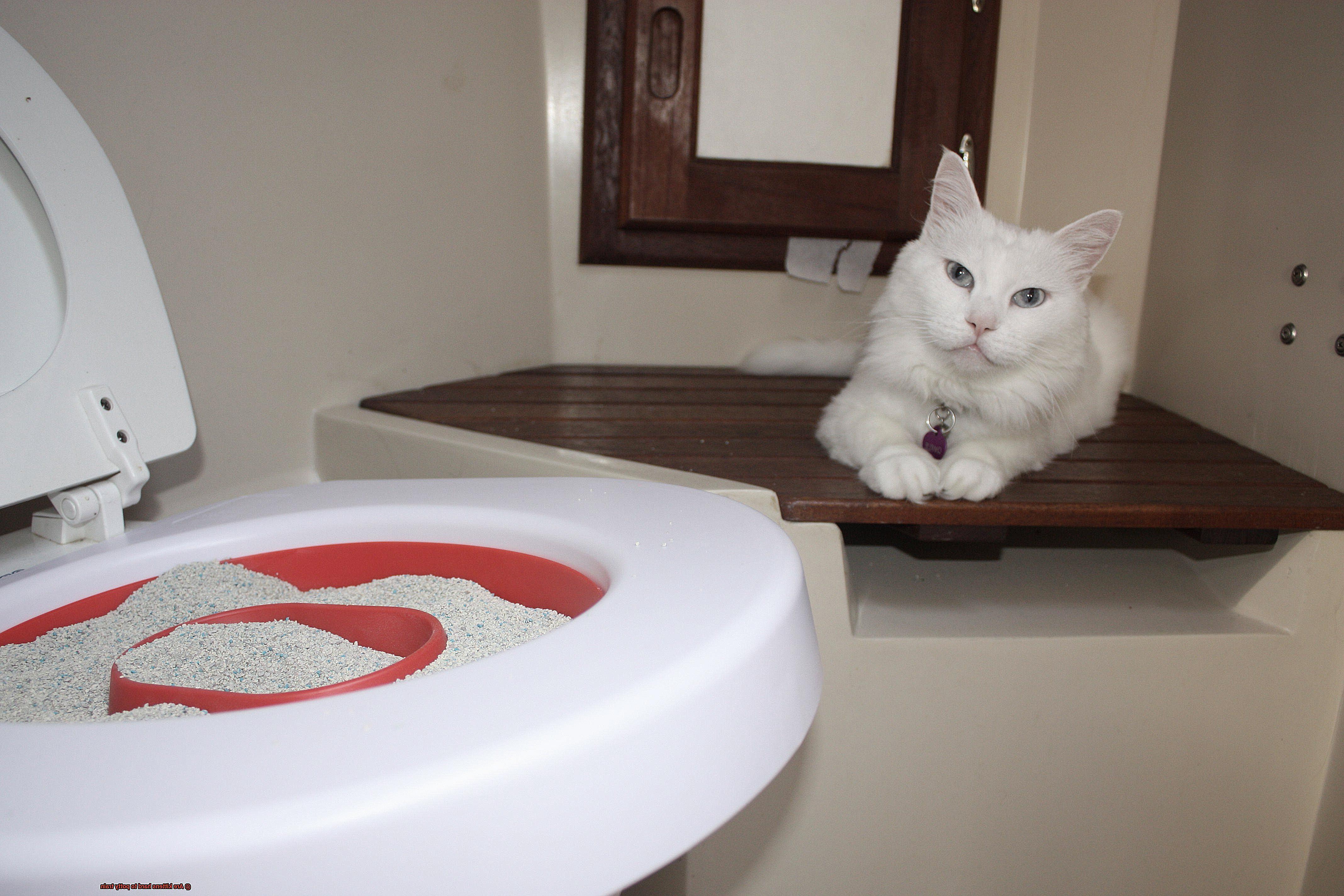 Are kittens hard to potty train-7