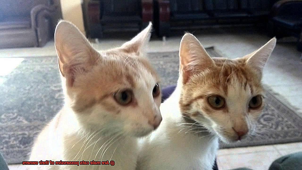 Are male cats possessive of their owners-3