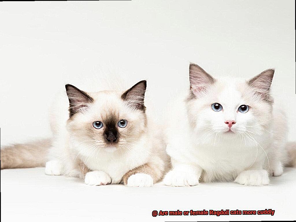 Are male or female Ragdoll cats more cuddly-4