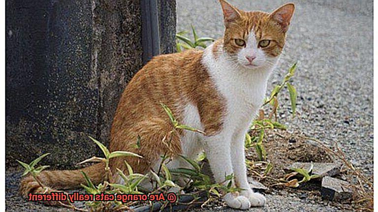 Are orange cats really different-3