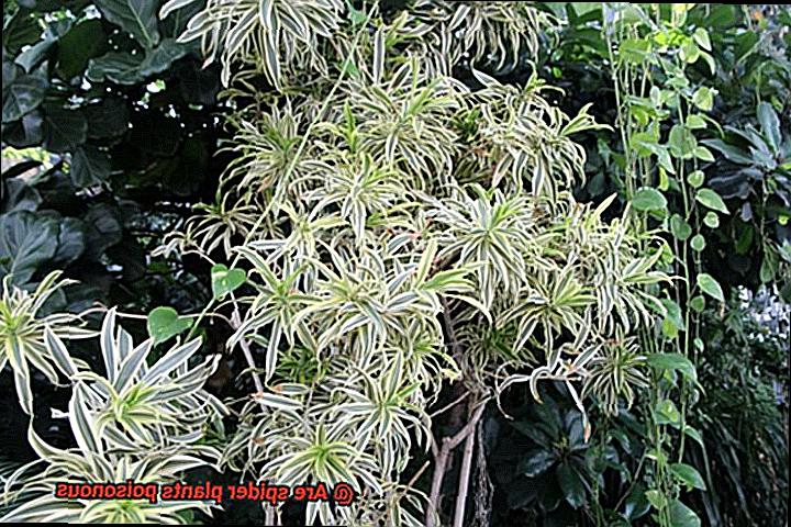 Are spider plants poisonous-2