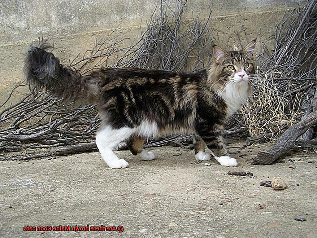Are there brown Maine Coon cats-3